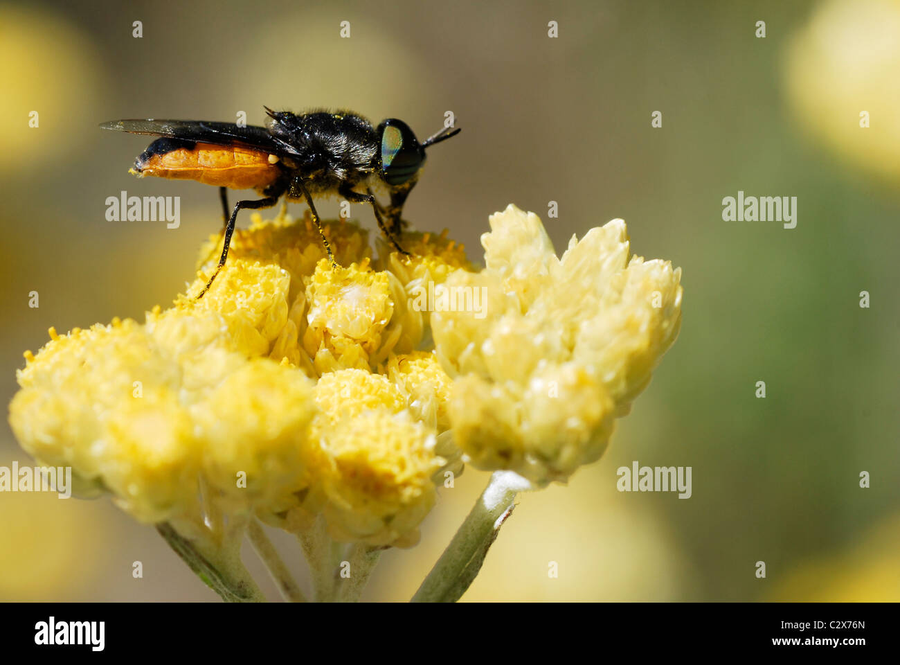Makroaufnahme einer Profil schwarze Fliege mit orangefarbenen Bauch Fütterung auf gelbe Blume Stockfoto