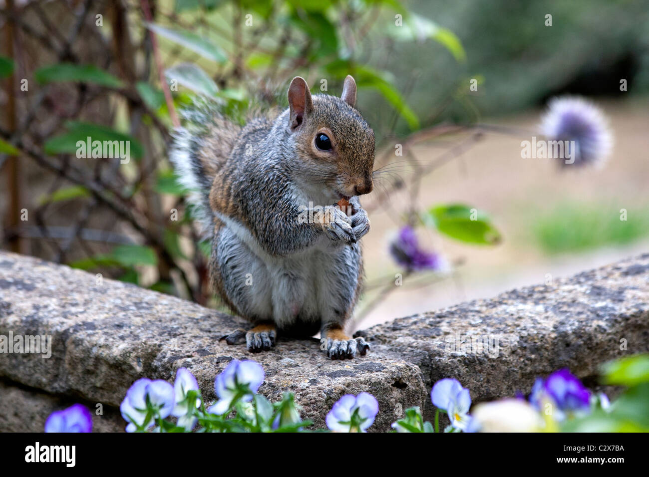 Grauhörnchen (Sciurus Carolinensis) Fütterung auf eine Erdnuss in einem Garten Stockfoto