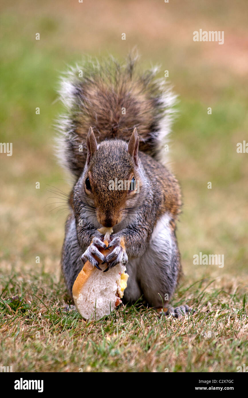 Grauhörnchen (Sciurus Carolinensis) Essen Stück ein Sandwich, geworfen von einem Passanten in einem park Stockfoto