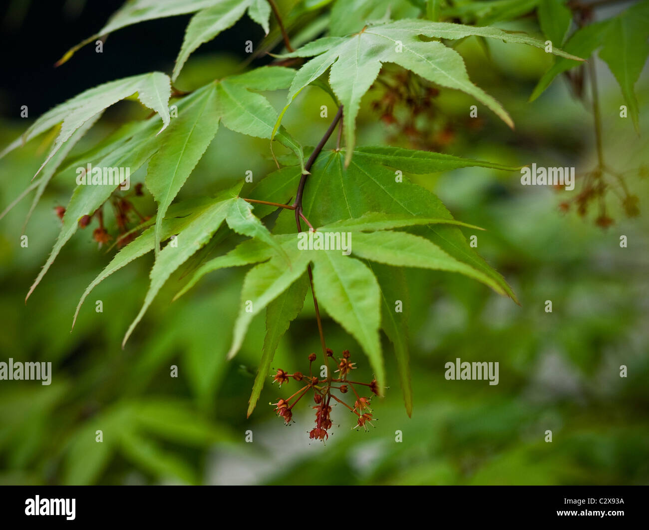 Acer Palmatum 'Osakazuki' - japanischer Ahorn Stockfoto