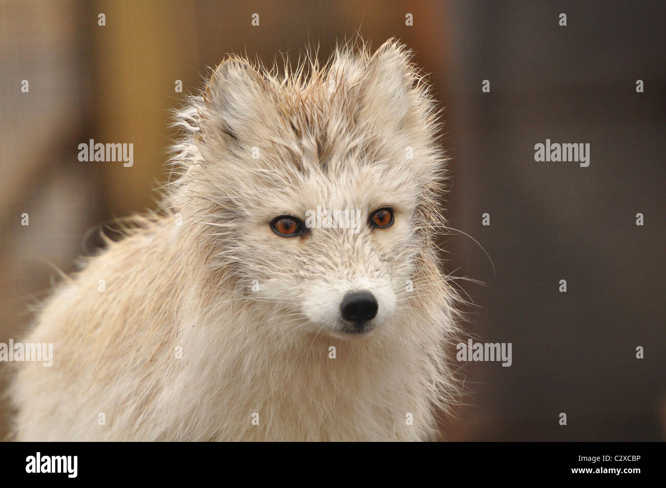 Porträt eines arktischen Fuchses (Vulpes lagopus) Stockfoto
