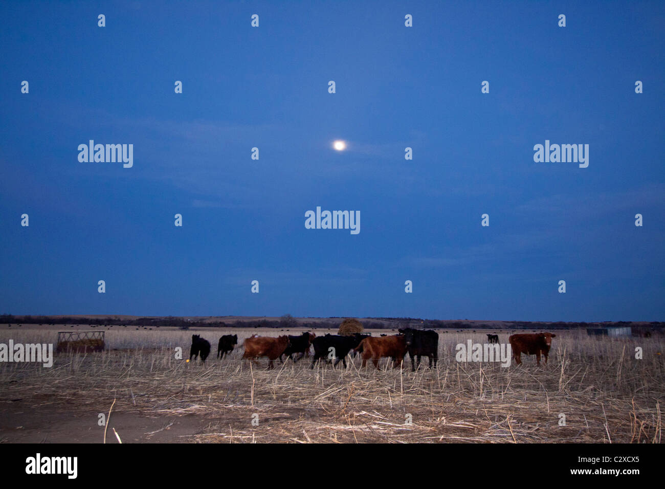 Mond über Kühe im ländlichen Nebraska 16.02.2011 Stockfoto