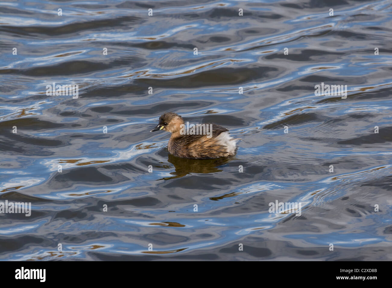 Tachybaptus Ruficollis, Zwergtaucher Stockfoto