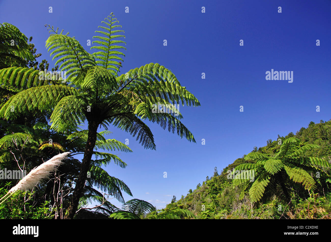 Einheimischen Busch in der Nähe von Coromandel Town, Coromandel Peninsula, Region Waikato, Nordinsel, Neuseeland Stockfoto