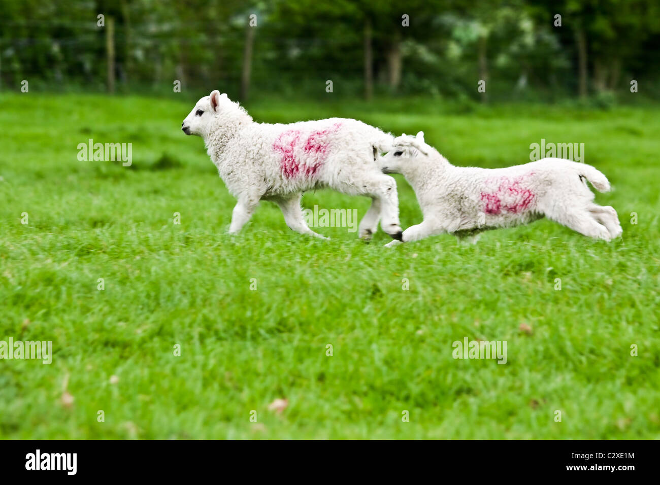 Schafe und Lämmer Stockfoto