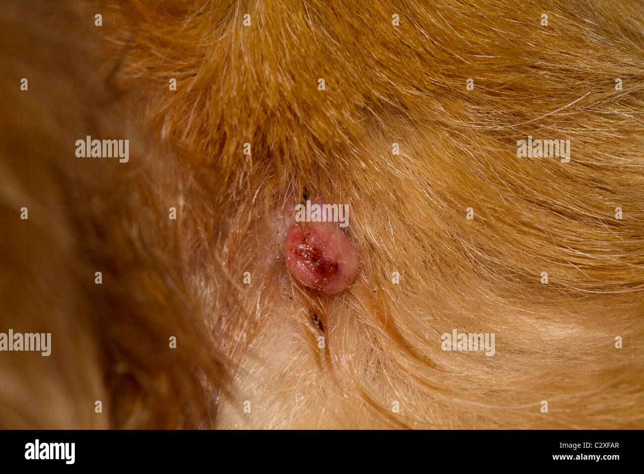 Sebaceous Drüse Adenome bei Hunden Stockfoto
