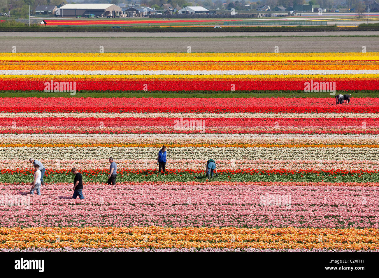 Landarbeiter arbeiten, Jäten von hand im niederländischen Tulpenfelder in der Nähe von Lisse, niederländische Düne und Blumenzwiebelregion, Holland, Niederlande. Stockfoto