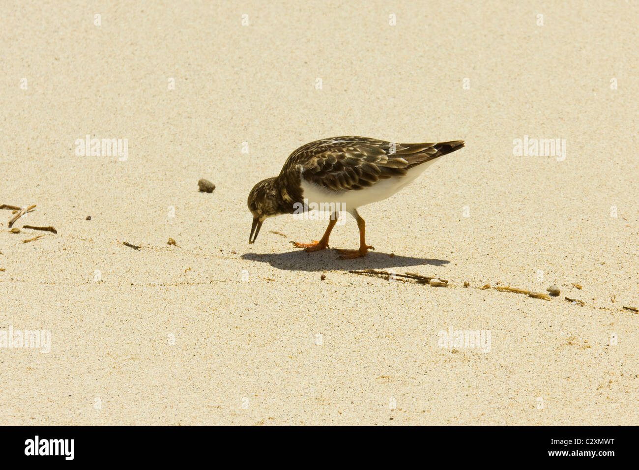 Sandpiper auf Ned ist dieser Strand World Heritage Site für Schönheit und Artenvielfalt: Lord-Howe-Insel, New South Wales, Australien Stockfoto