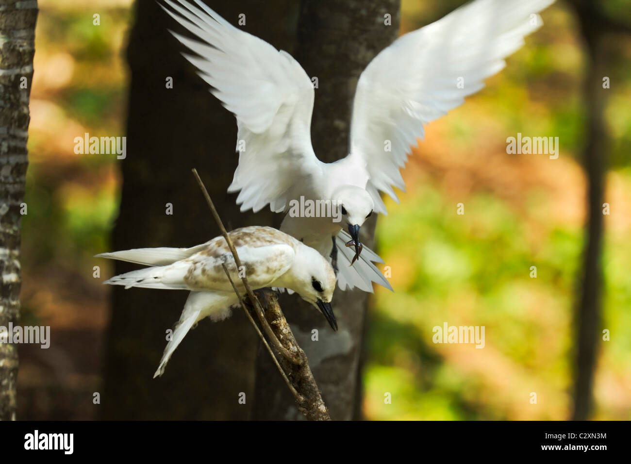 White Tern (Gygis Alba) schwebt mit Fisch, denn es ist einziges Küken am Weltkulturerbe Lord Howe Island, New South Wales, Australien Stockfoto