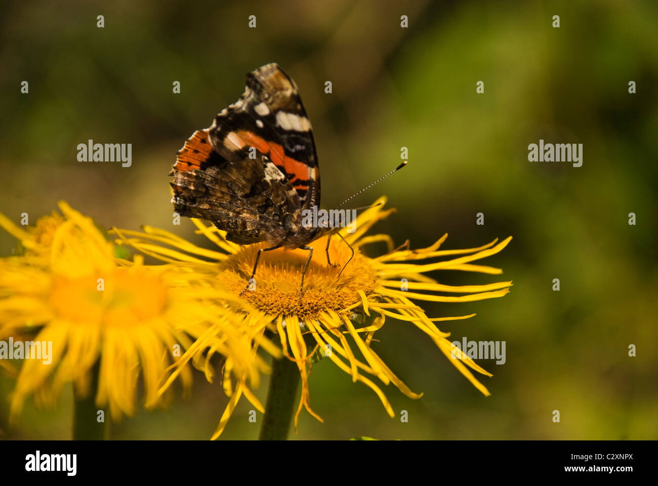 Bunte Schmetterling auf gelben Blume in der Natur, Fokus auf Schmetterling Stockfoto