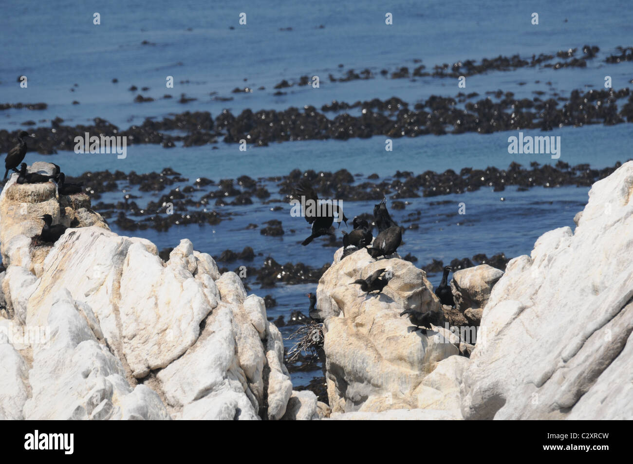 Kormoran, Vogel-Kolonie, Seevögel, Bettys Bay Stockfoto