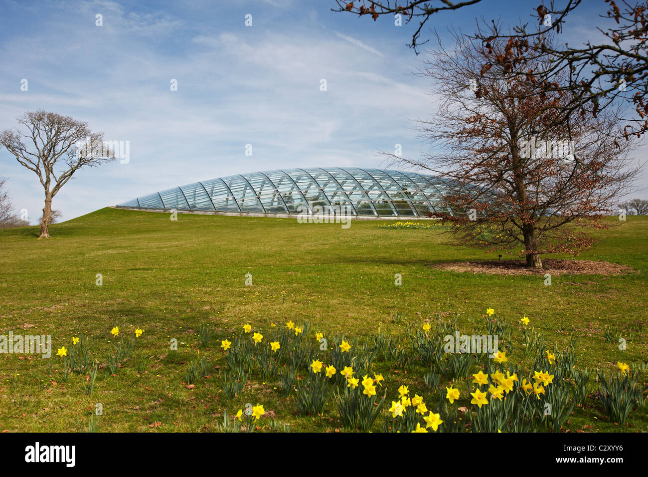 Großes Gewächshaus, National Botanic Garden of Wales, Llantharne, Carmarthenshire, Wales, UK Stockfoto