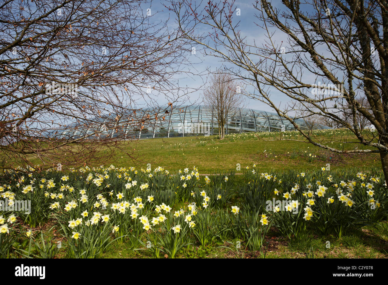 Großes Gewächshaus, National Botanic Garden of Wales, Llantharne, Carmarthenshire, Wales, UK Stockfoto