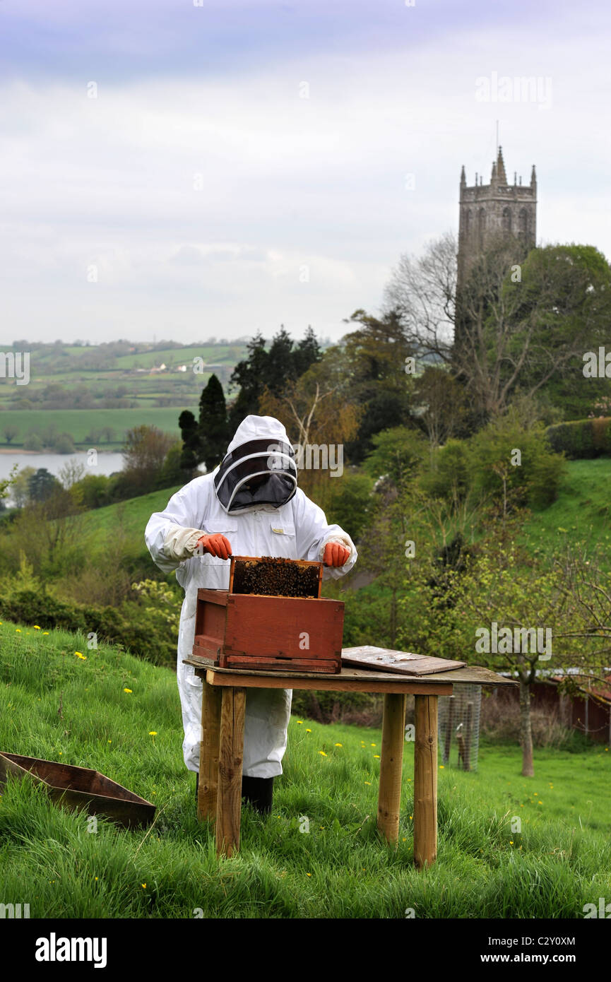 Ein Imker kümmert sich um seine Schar in Somerset Dorf Blagdon Großbritannien Stockfoto