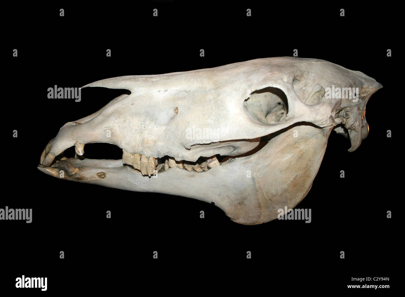 Schädel eines Pferdes auf einem schwarzen Hintergrund Stockfoto