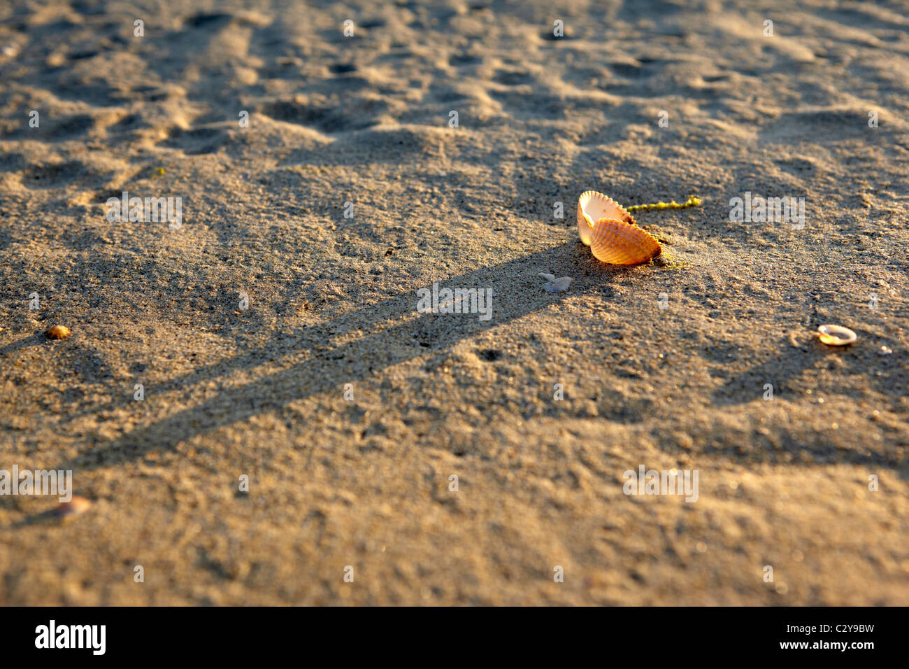 Langen Schatten einer Muschel Herzmuschel am Strand von Luskentyre Stockfoto