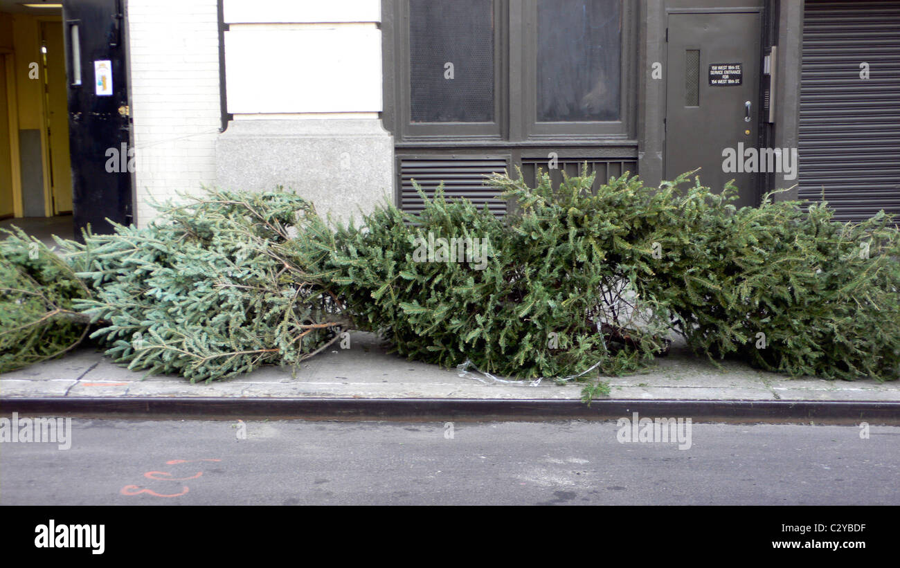 Weihnachtsbäume auf Bordstein warten darauf, von Müllwagen abgeholt werden Stockfoto