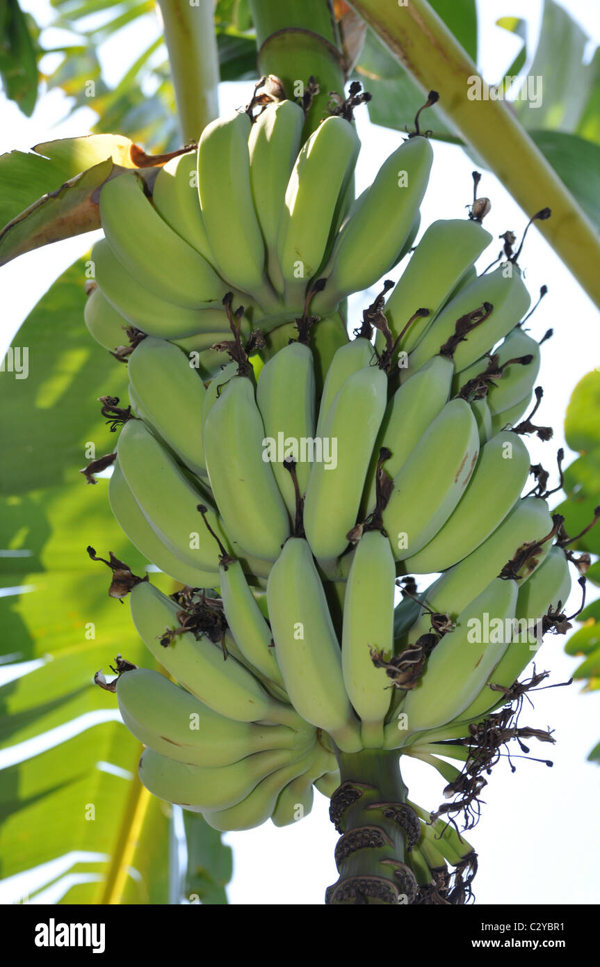 Bananenbaum, Bananen wachsen auf Baum Stockfotografie Alamy