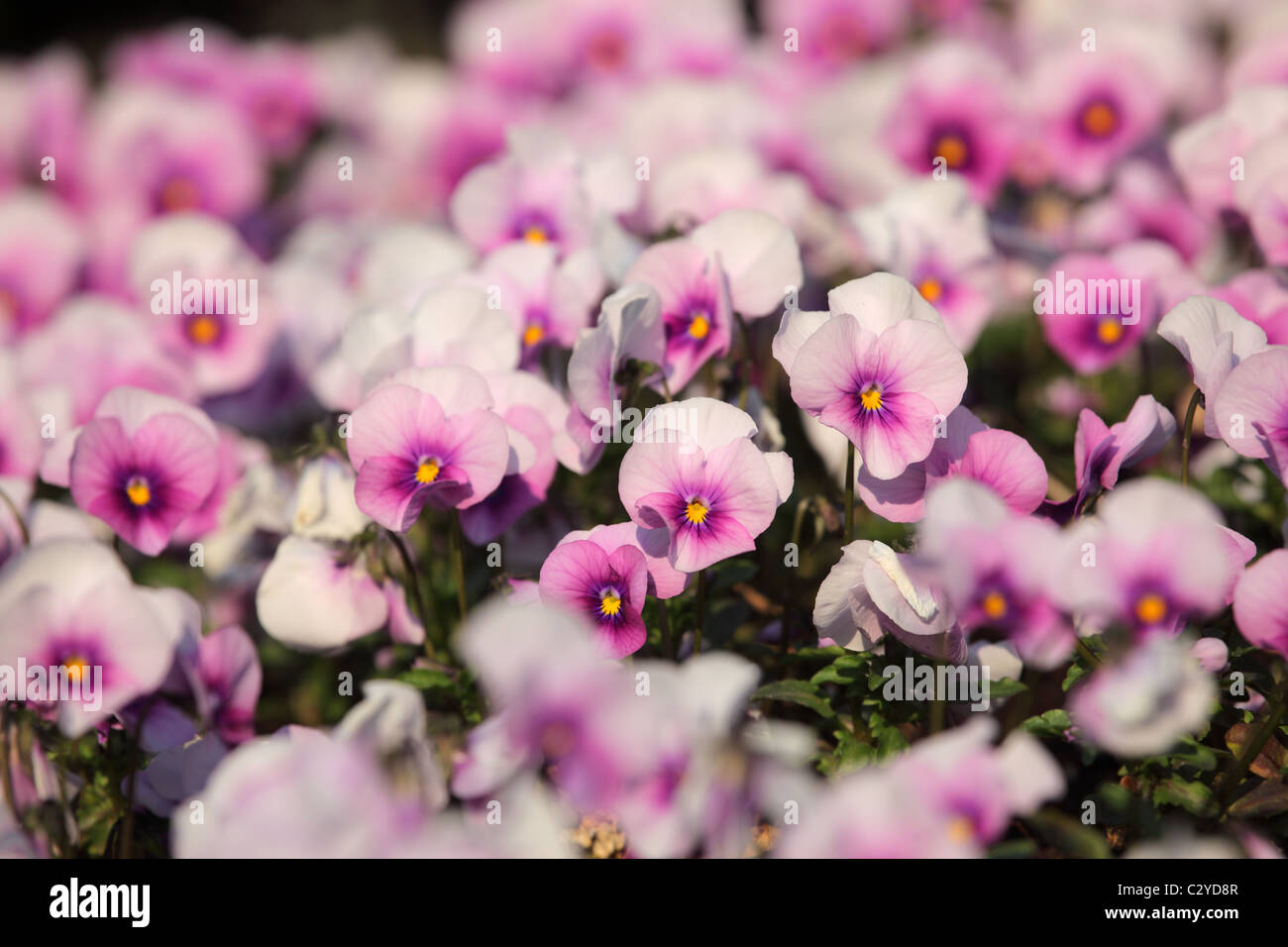 Bunte Viola Tricolor Blumen Stockfoto