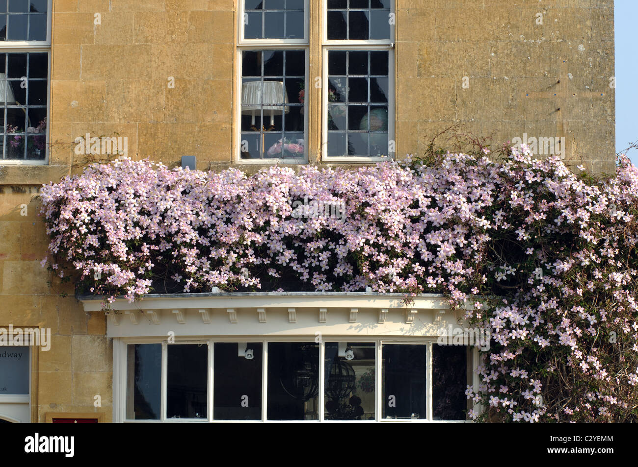 Rosa Clematis Pflanze wächst in High Street, Broadway, Worcestershire, England, UK Stockfoto