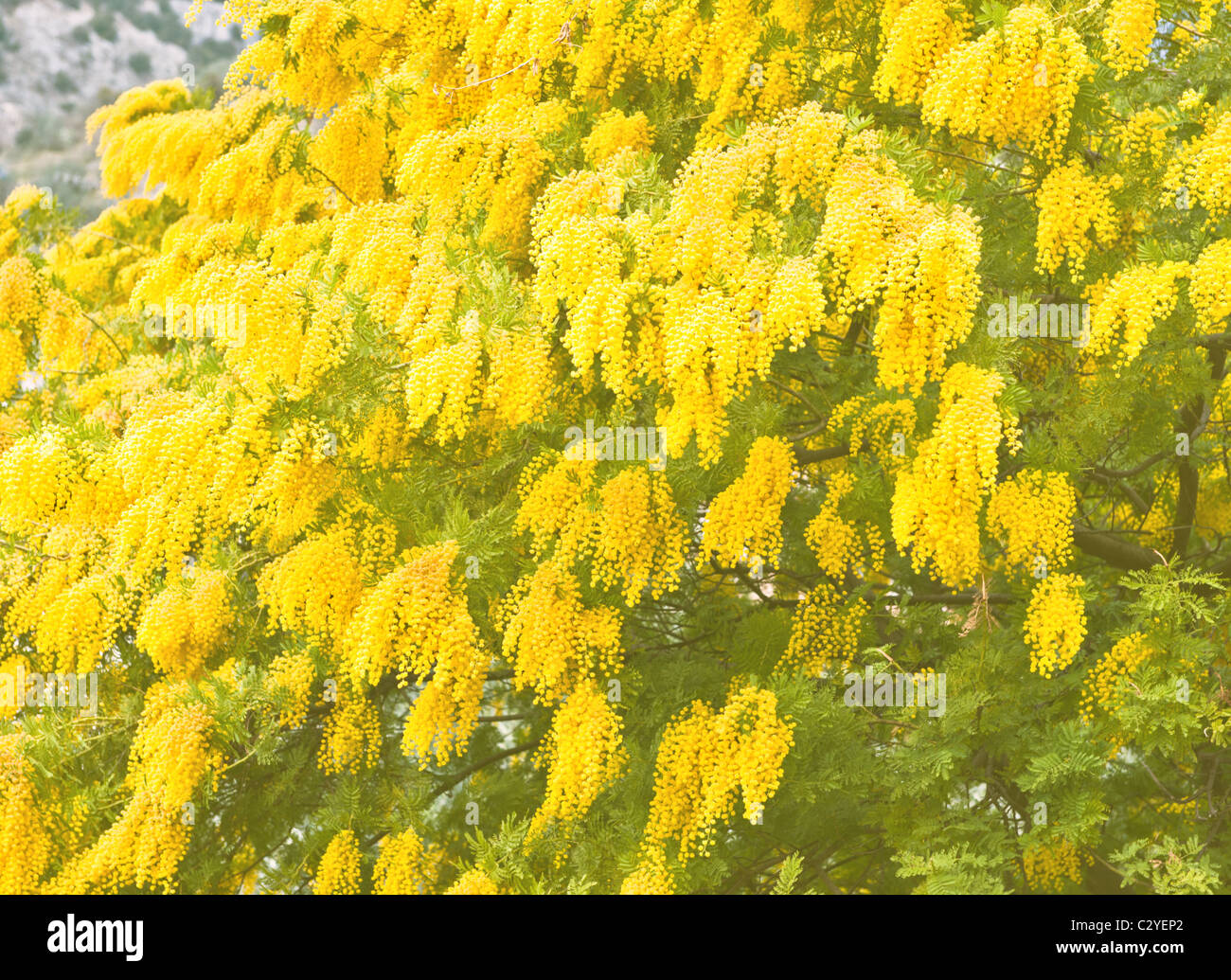 Gelbe Mimosen Blüten in soft-Fokus Stockfoto