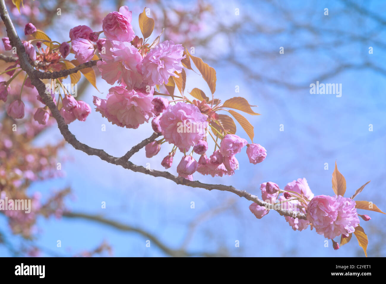 Kirschbaum Blumen Closeup auf blauen Himmelshintergrund Stockfoto