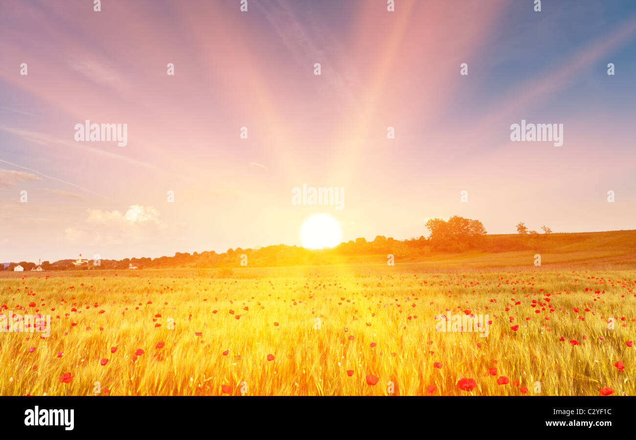 Weizenfeld mit Mohn Blumen bei Sonnenuntergang in goldene Sonnenstrahlen. Stockfoto