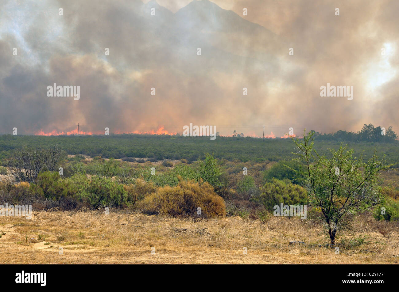 Heide-Feuer, Buschfeuer, Rauch, Holz, Berg, Brand, Western Cape, Südafrika Stockfoto