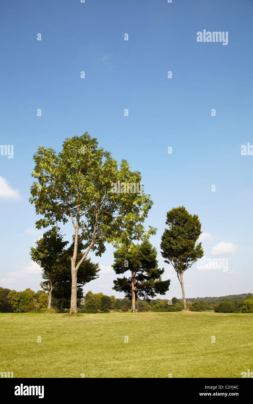 Großen Baums auf Wiese mit großen Weite des blauen Himmels & weißen Wolken. Sonniger Tag. Baumreihe am Horizont im Hintergrund Stockfoto