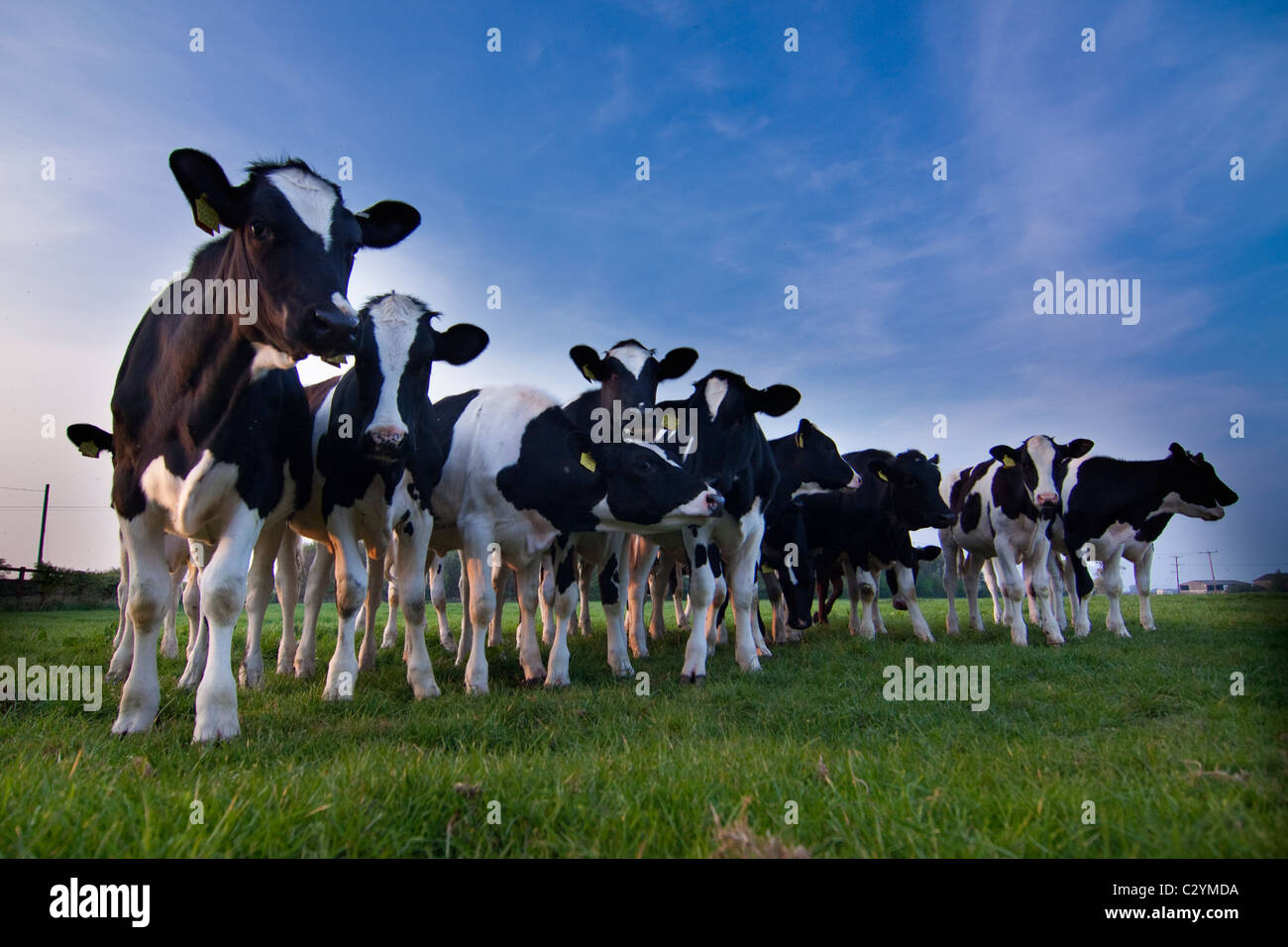 Kühe Stockfoto