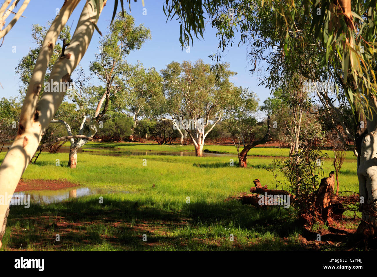 Eukalyptus Baum Landschaft und Wasser Pfützen, Pilbara-Region Nordwest Australien Stockfoto