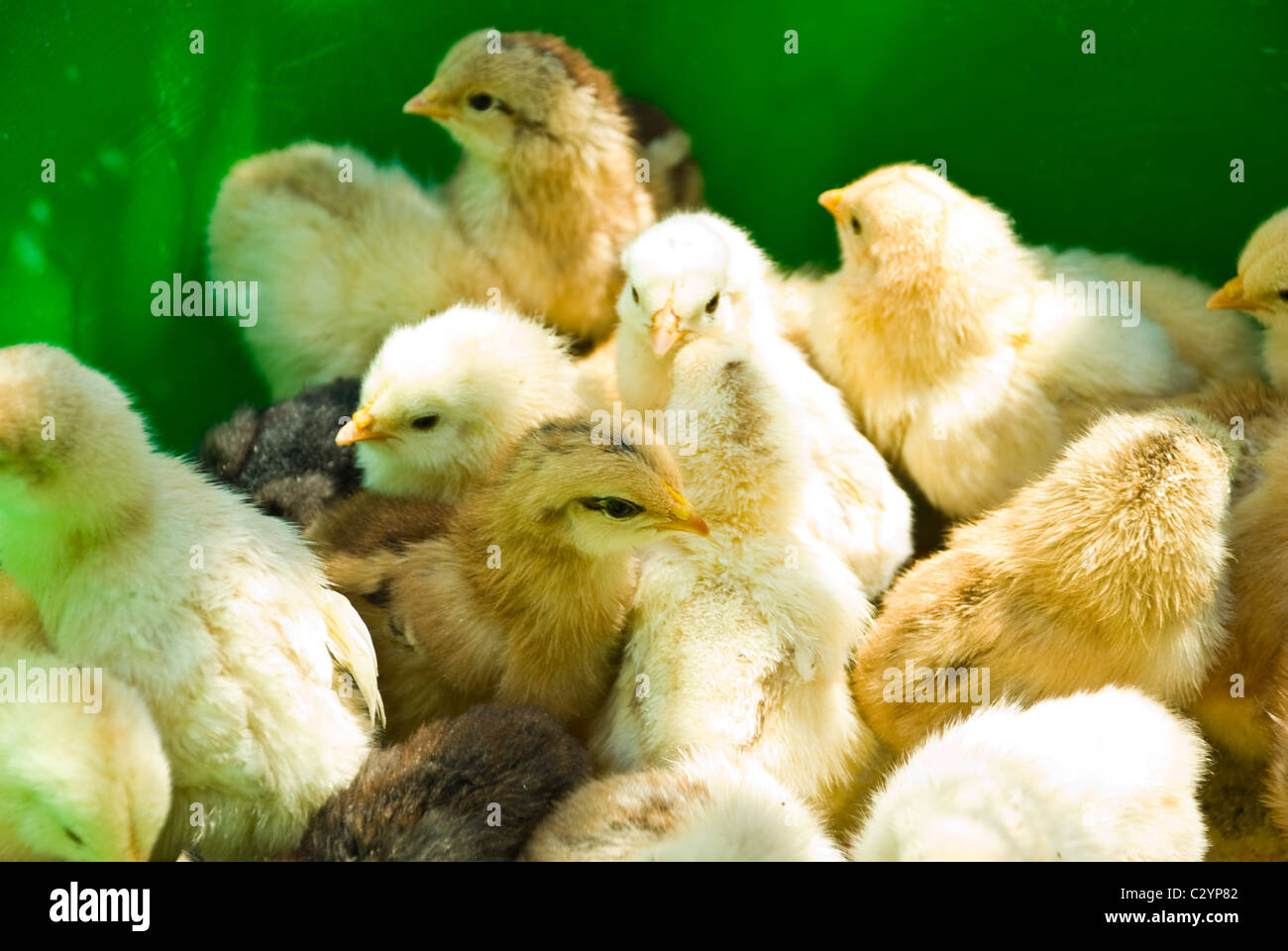 Nahaufnahme von viele kleine gelbe Huhn Stand in einer grünen Box geschlossen einander Stockfoto