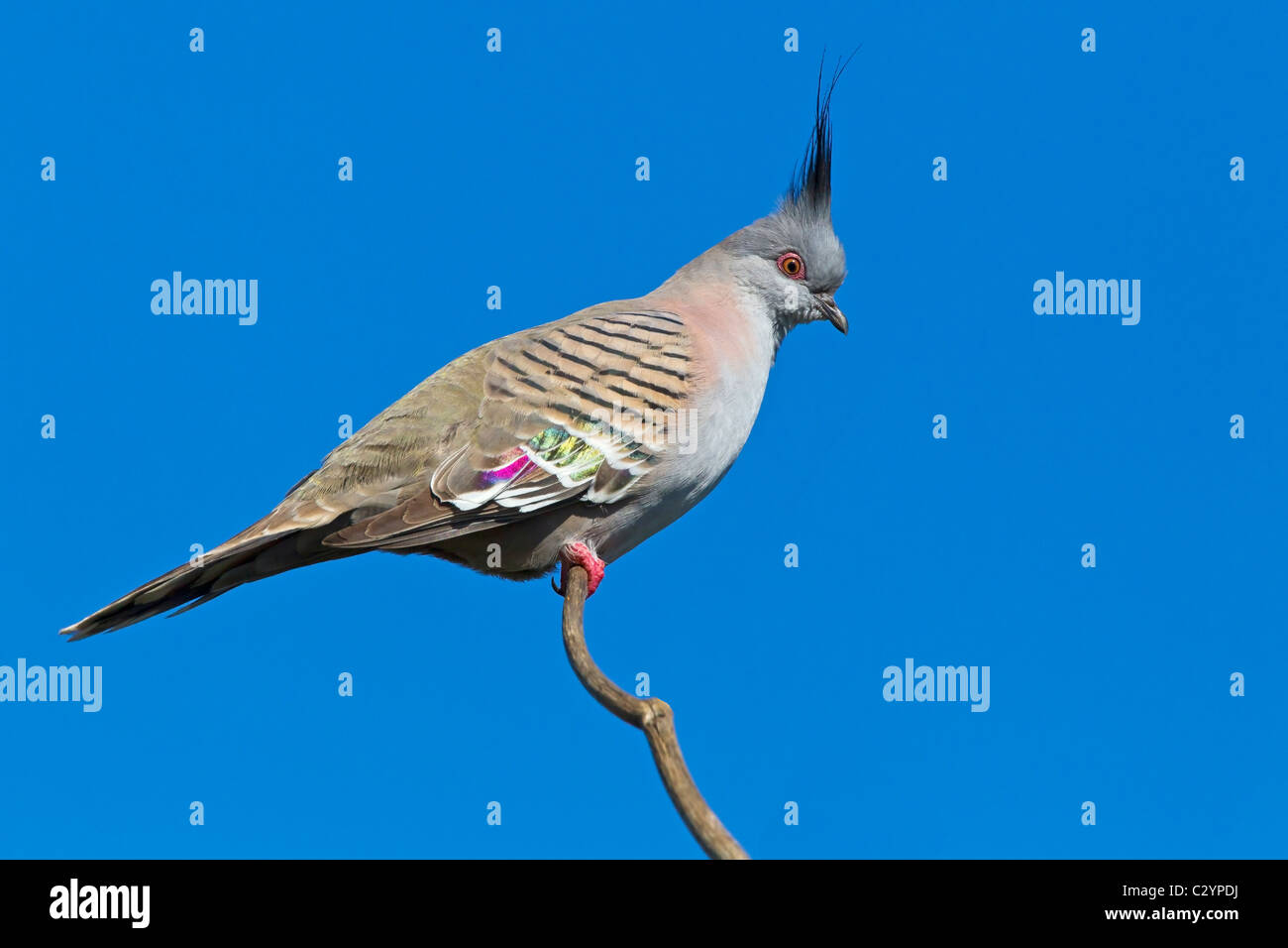Crested Taube thront auf der Spitze eines Baumes. Stockfoto