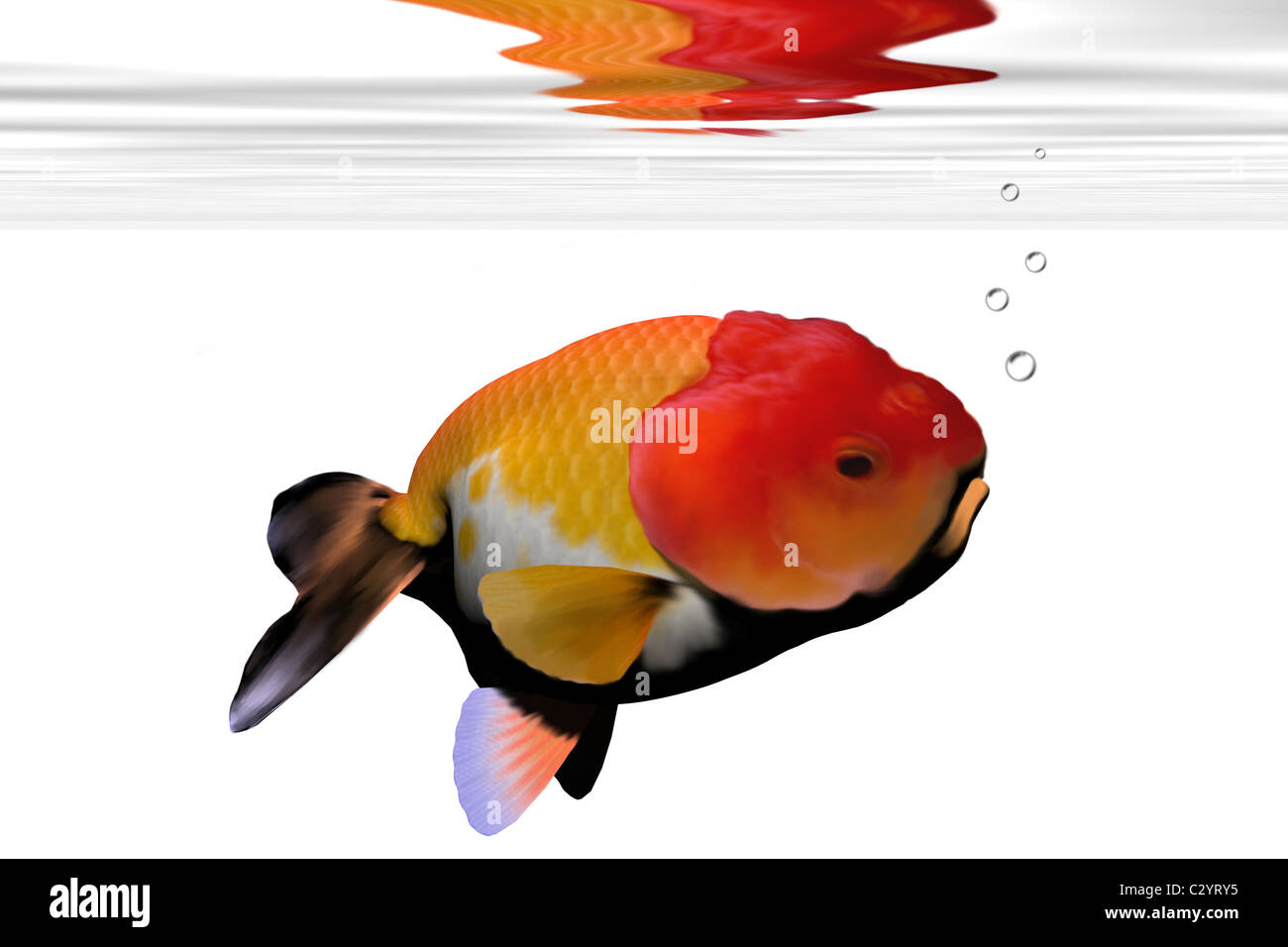 Eigenartige Gesicht auf diesem Aquarium Goldfische. Stockfoto
