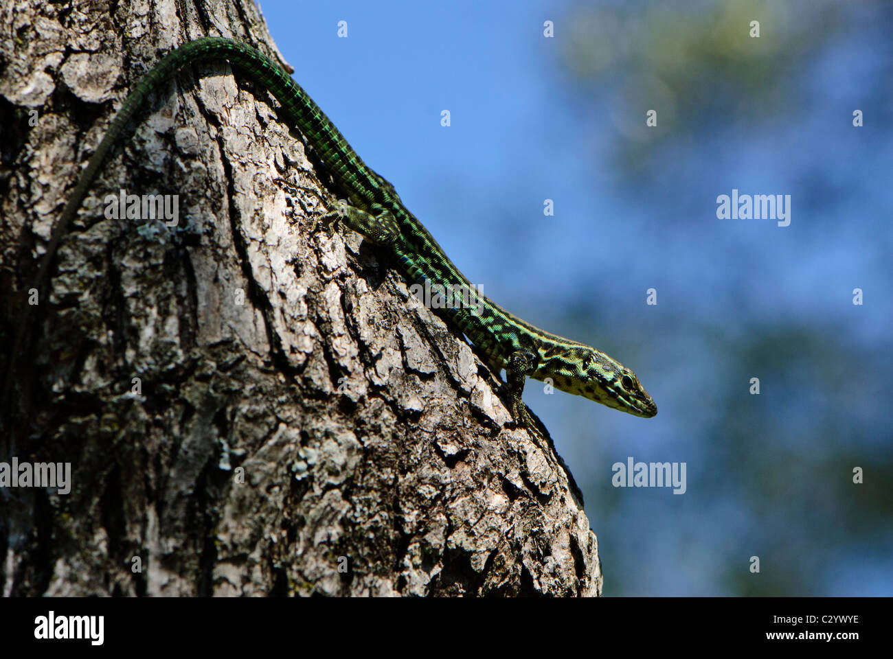 Tyrrhenische Mauereidechse, Korsika Frankreich Stockfoto