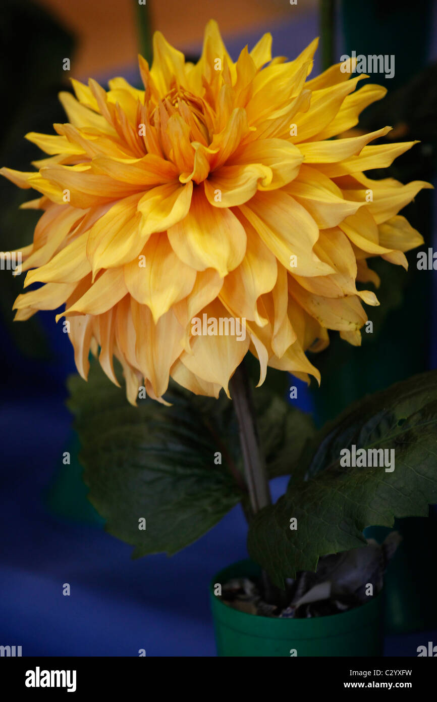 Denton und Bezirk Dahlien und Chrysanthemen Show (mehrwertig) Stockfoto