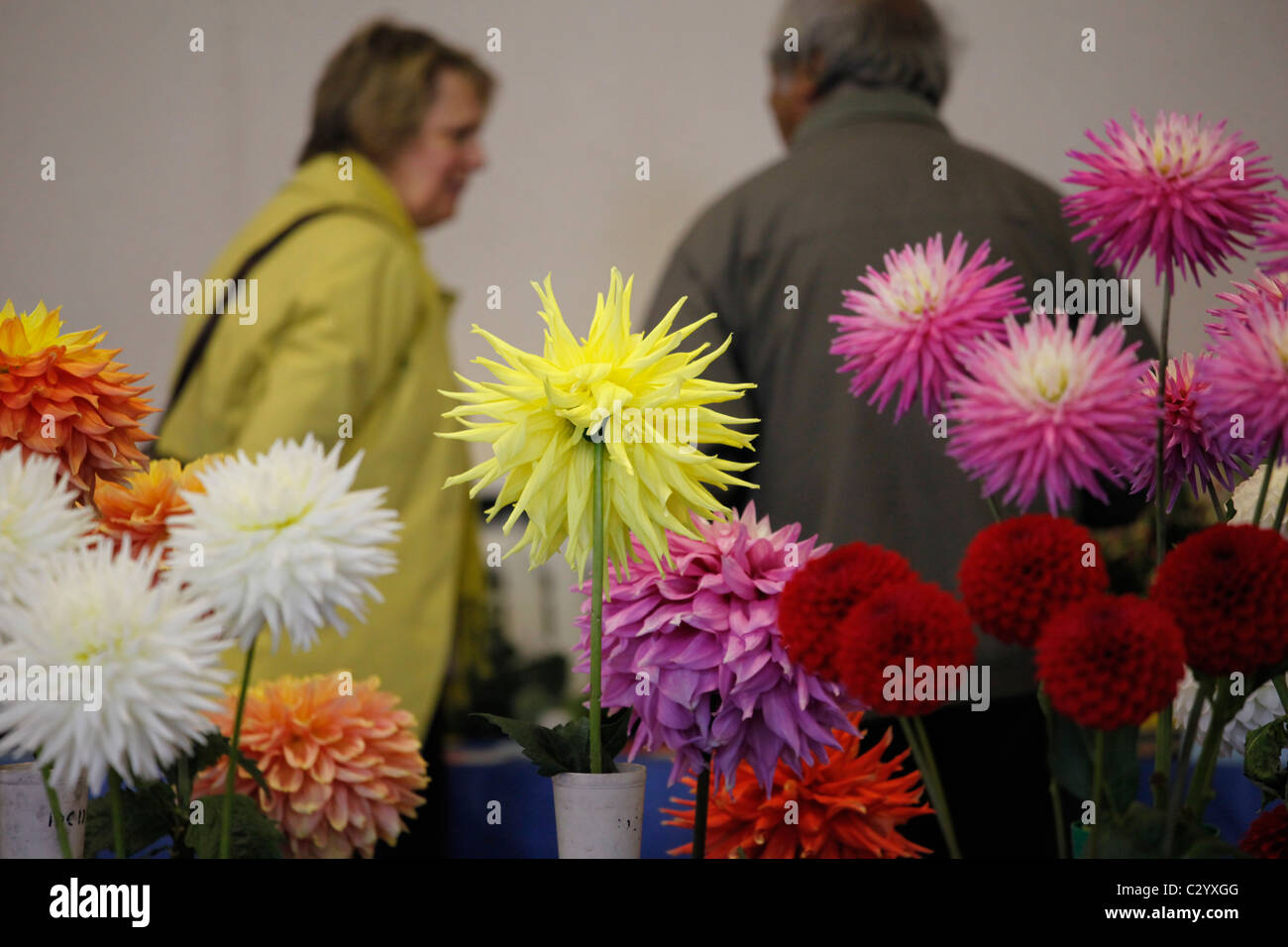 Denton und Bezirk Dahlien und Chrysanthemen Show (mehrwertig) Stockfoto