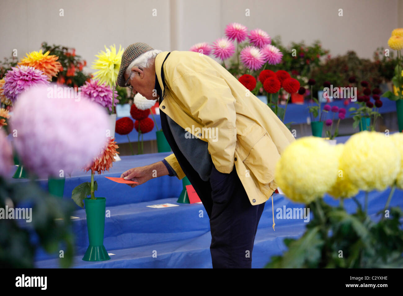 Denton und Bezirk Dahlien und Chrysanthemen Show (mehrwertig) Stockfoto
