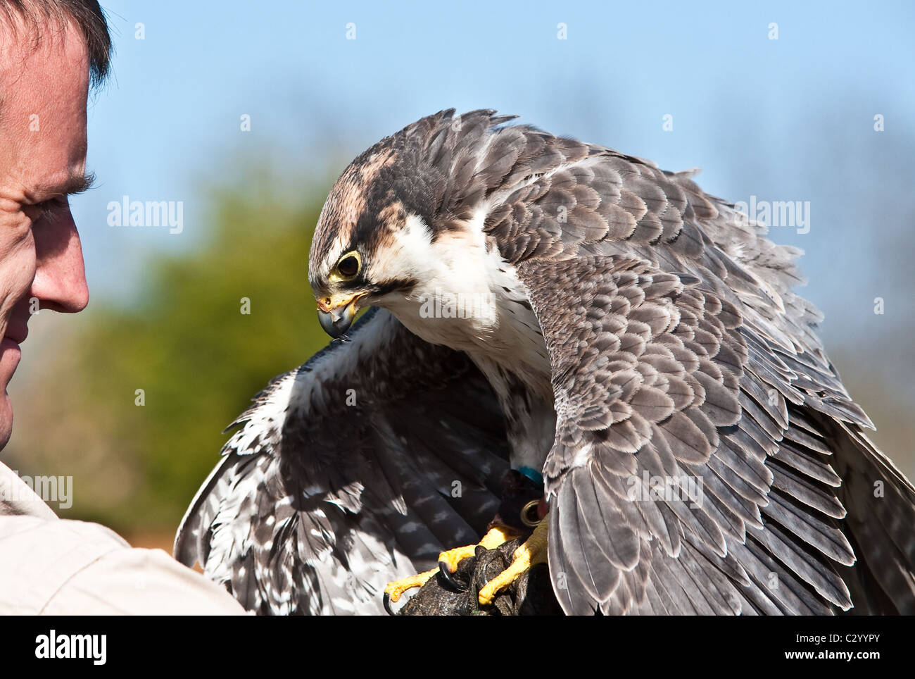 Ein Falke-Trainer mit einem Falken Lugger Stonham Bird Sanctuary, Suffolk Stockfoto
