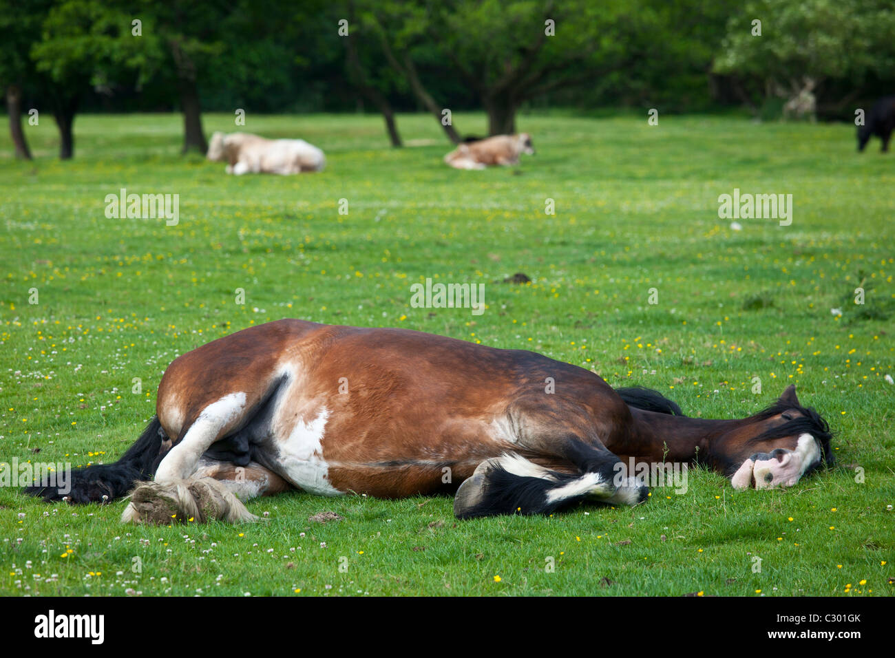 Walisische Pferd schlafen auf Wiese in Snowdonia, Gwynedd, Wales Stockfoto