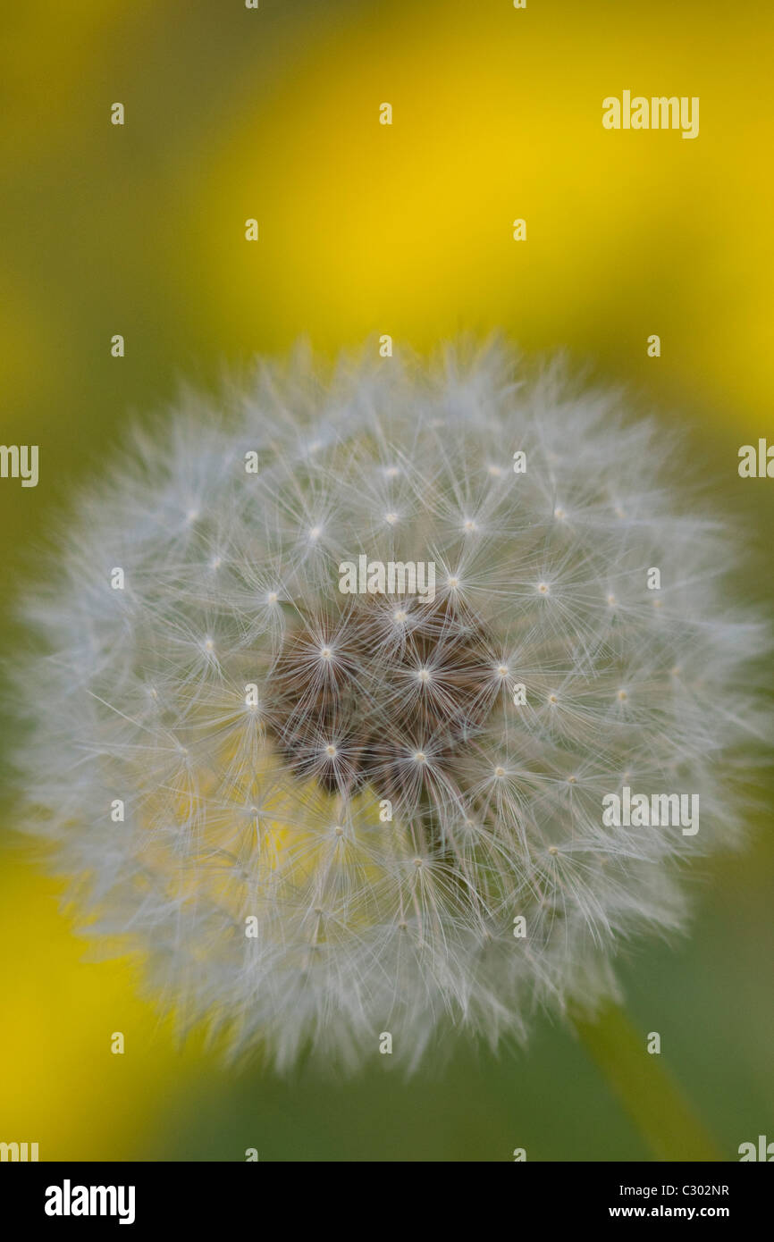 Samen von einem Löwenzahn Taraxacum SD des Feldes Stockfoto