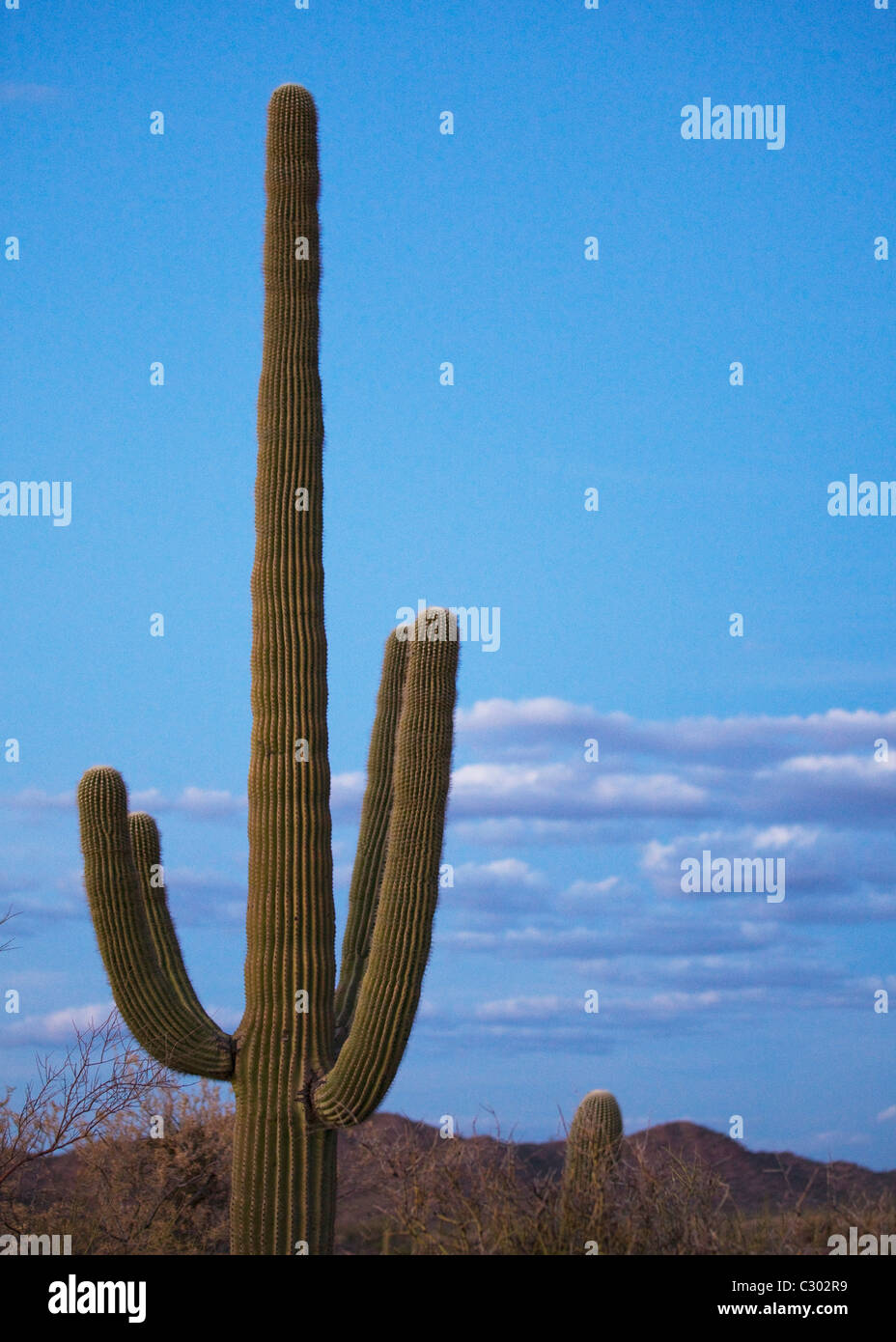Saguaro-Kaktus - Saguaro National Park, Arizona USA Stockfoto