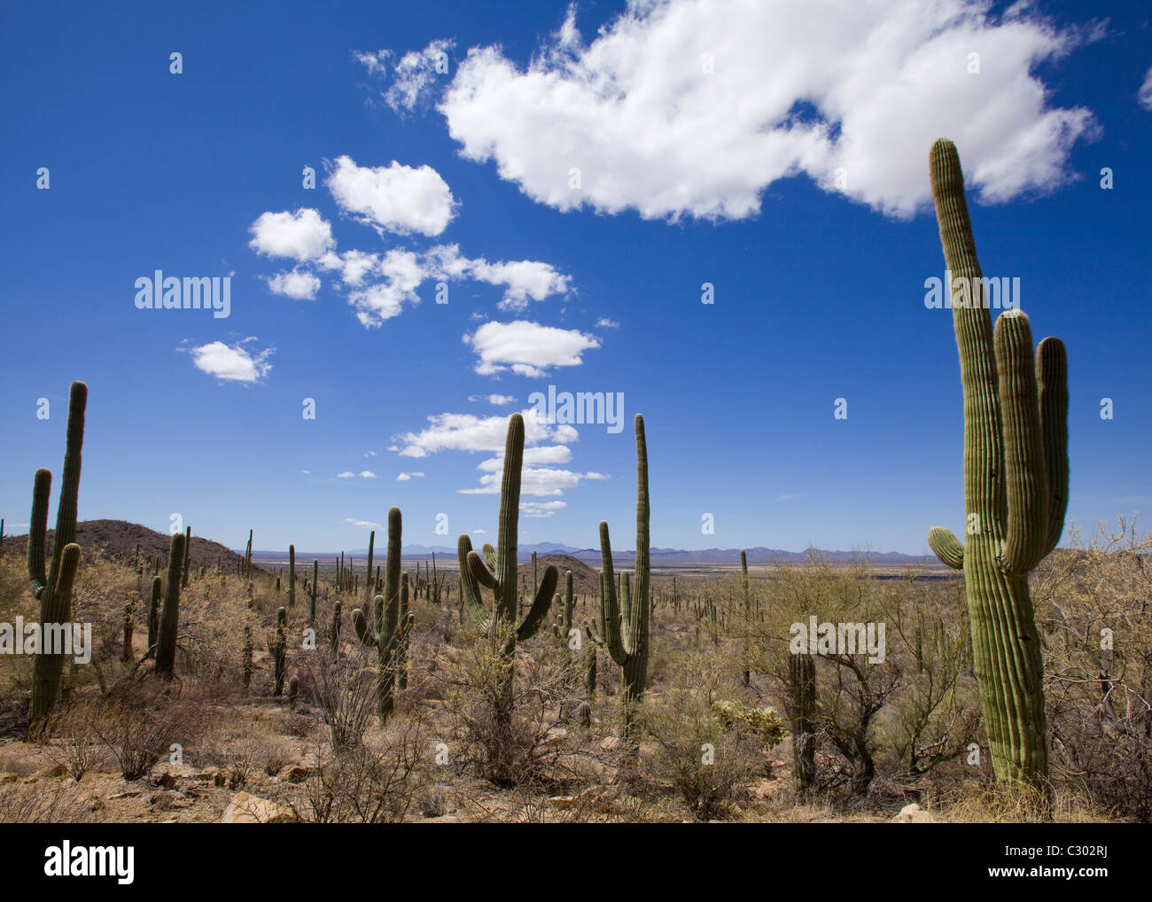 Saguaro-Kaktus-Feld - Saguaro National Park, Arizona USA Stockfoto