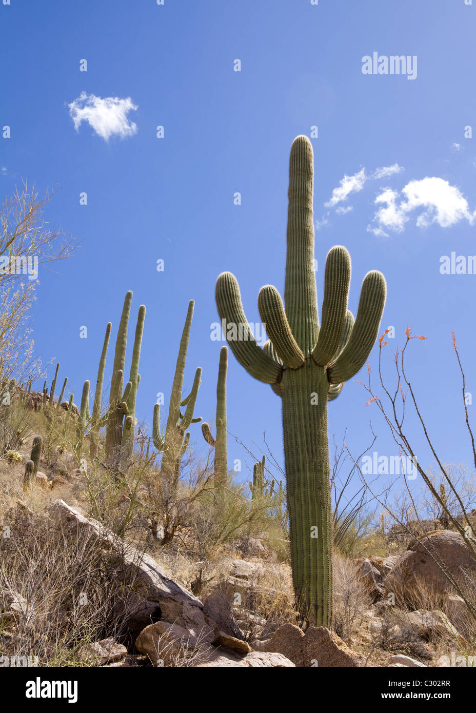 Saguaro-Kaktus-Feld - Saguaro National Park, Arizona USA Stockfoto
