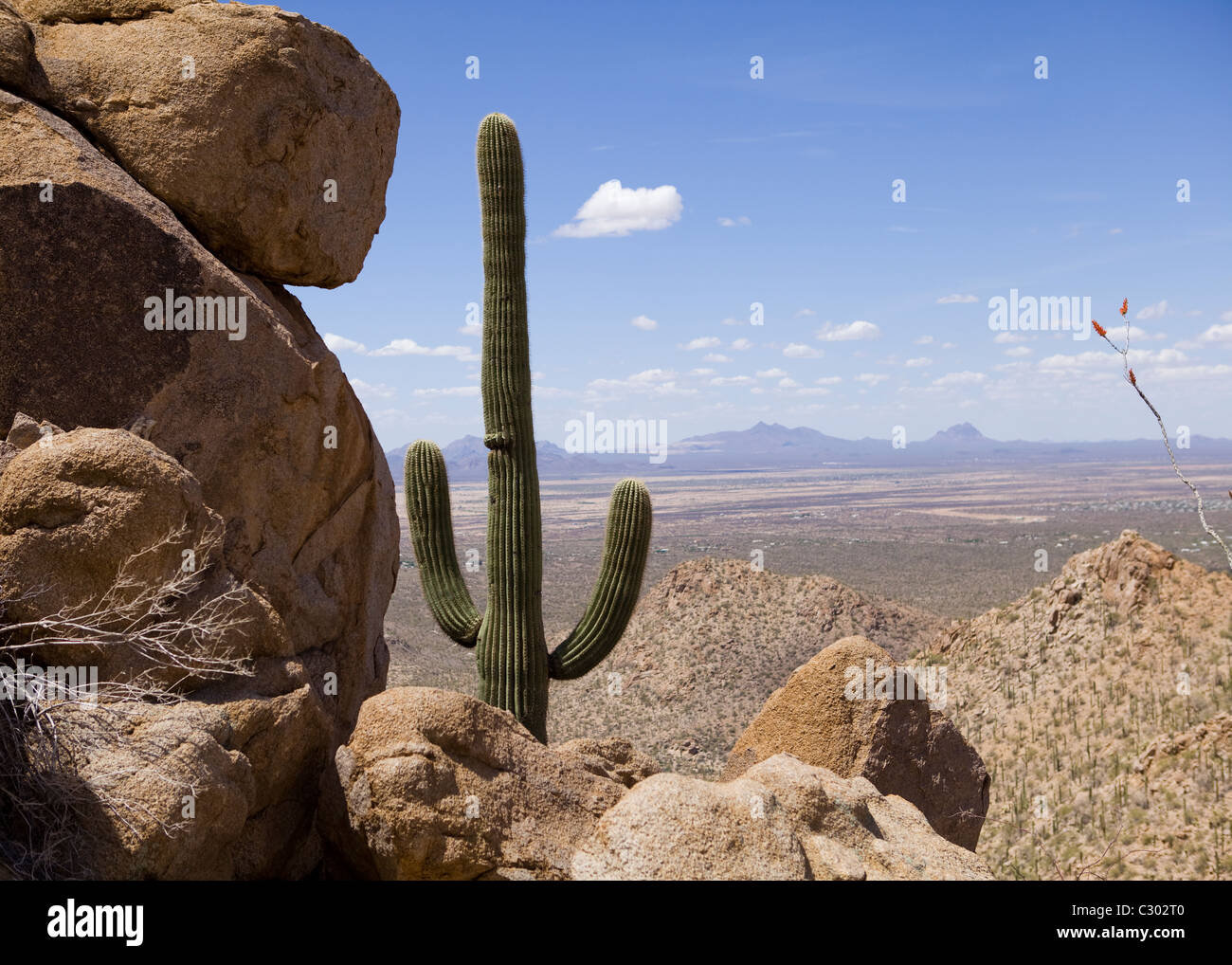 Saguaro-Kaktus - Arizona USA Stockfoto