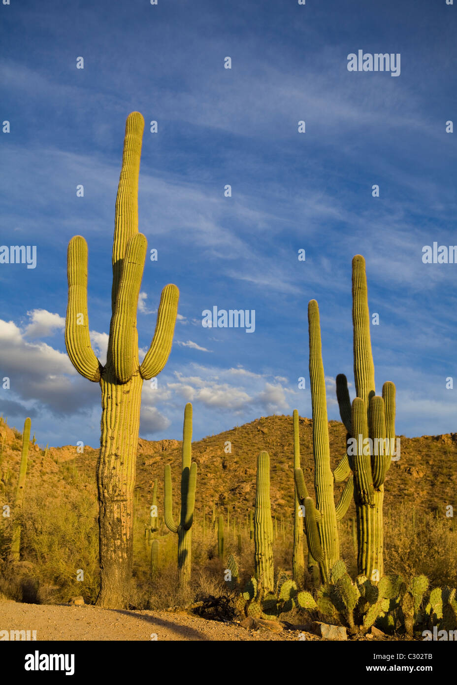 Saguaro-Kaktus-Feld - Saguaro National Park, Arizona USA Stockfoto