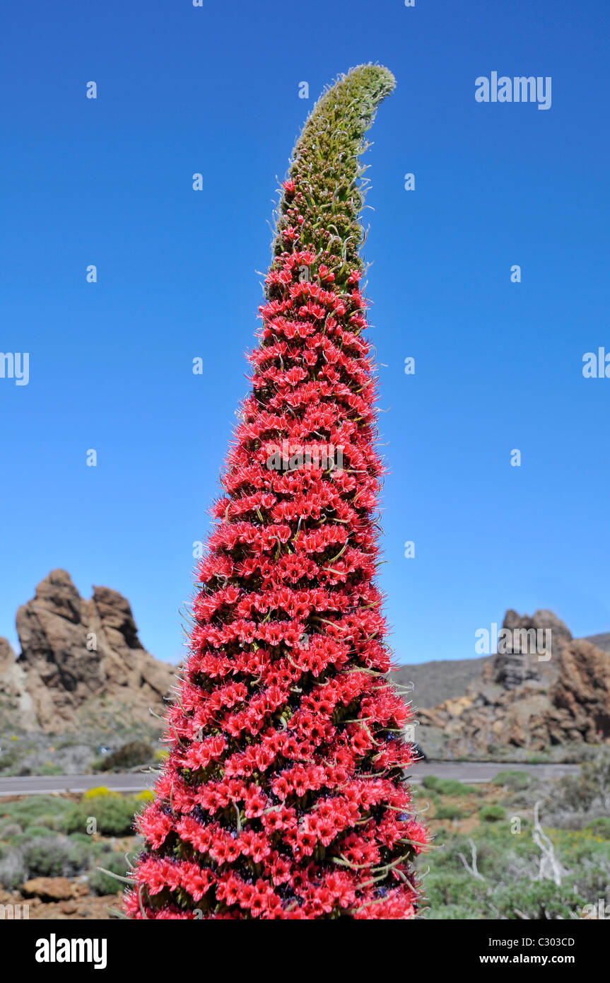 Turm der Juwelen (Echium Wildpretii), symbol Blume der Insel Teneriffa und findet sich hauptsächlich in Las Cañadas del Teide Stockfoto