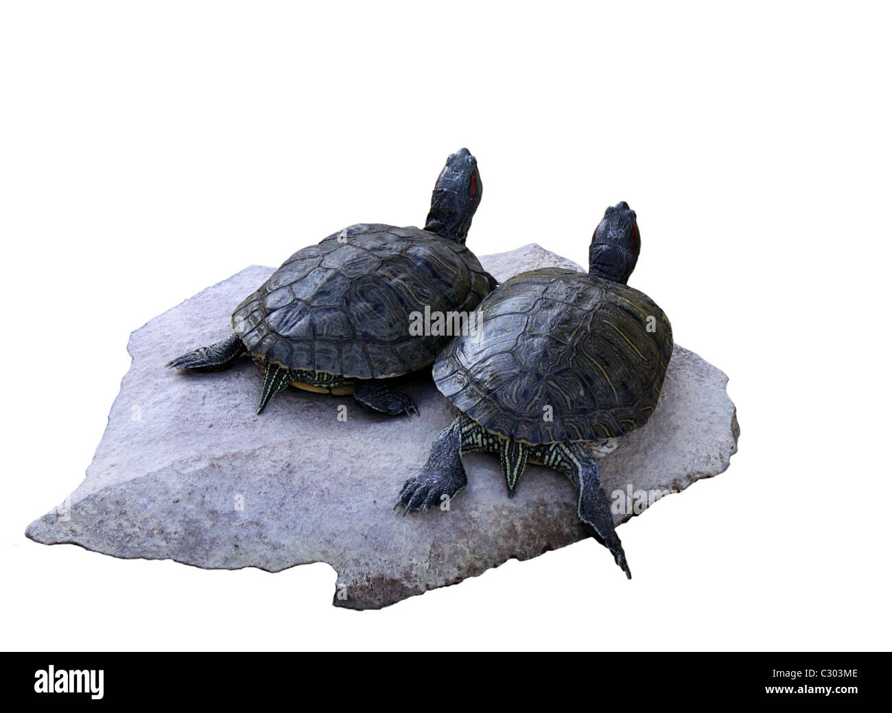 zwei Schildkröten auf einem Stein isoliert auf weiss Stockfoto