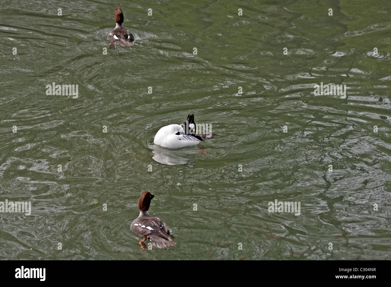 Gemeinsame Schellenenten Stockfoto