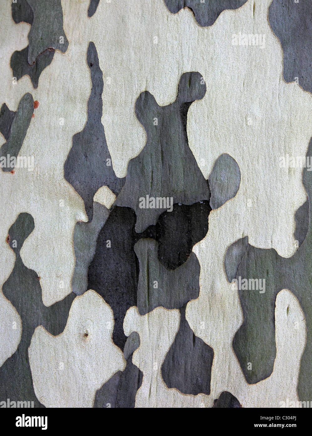Oberfläche der Platane als Textur Hintergrund oder Hintergrund. Stockfoto